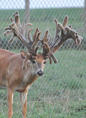 Klick's Whitetails Premium Ohio Deer Farm